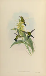 Chlorostilbon canivetii